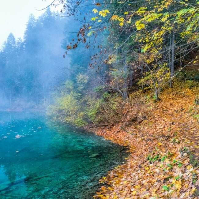 Foliage in Italia